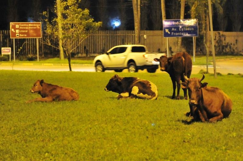 Vacas chamaram a aten&ccedil;&atilde;o, na noite do &uacute;ltimo domingo, no Aeroporto Salgado Filho