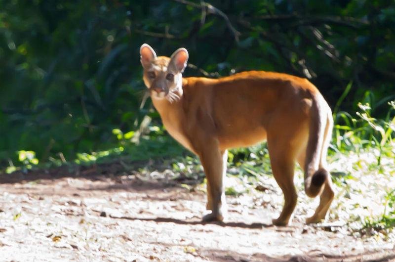 On&ccedil;a-parda &eacute; fotografada no Parque Estadual do Turvo