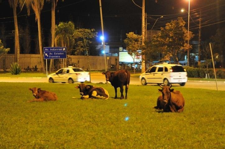 Animais soltos na via ofereciam risco de acidentes 