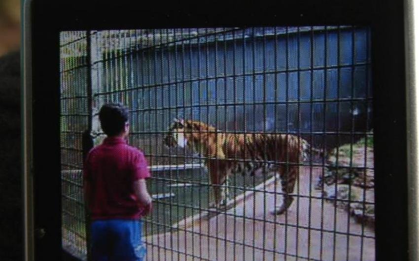 Tigre atacou menino de 11 anos