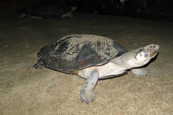 A&ccedil;&atilde;o em Boa Vista e Manaus visou desarticular recepta&ccedil;&otilde;es de animais da fauna silvestre