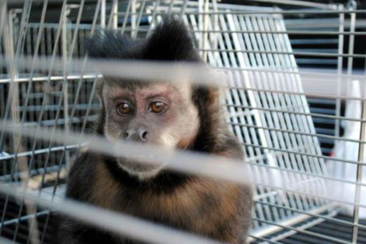 Ibama busca animais que surgiram na zona Norte de Porto Alegre