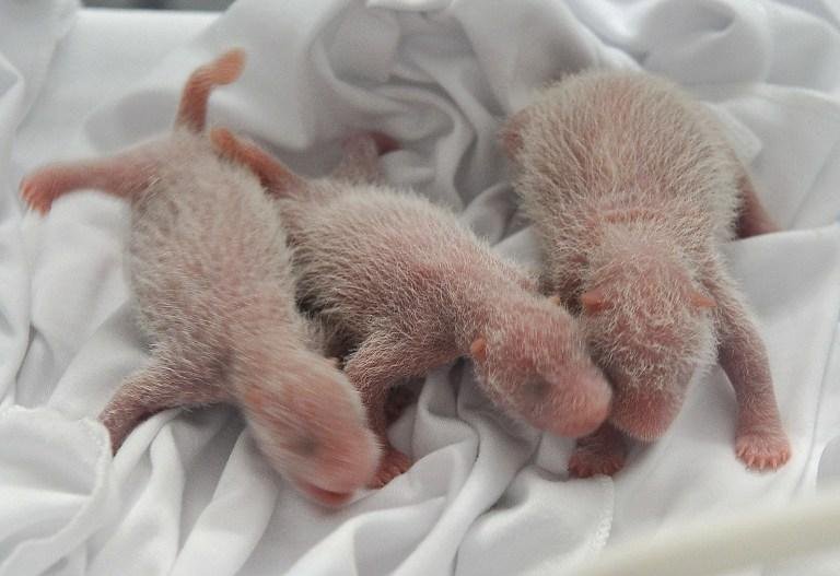 Pandas trig&ecirc;meos nascem em zool&oacute;gico chin&ecirc;s 