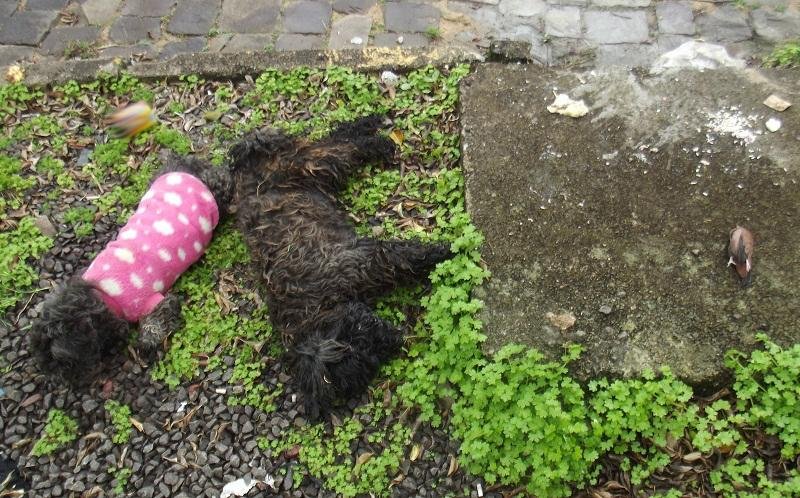 C&atilde;es e p&aacute;ssaros s&atilde;o envenenados em Ven&acirc;ncio Aires