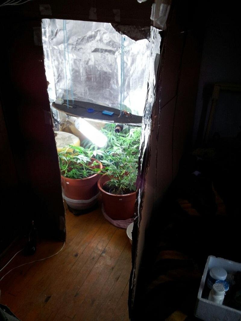 Estufa de maconha foi encontrada em quarto