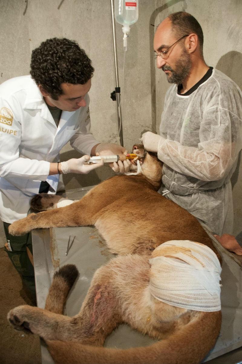 Puma atropelado teve a pata traseira amputada nesta segunda-feira