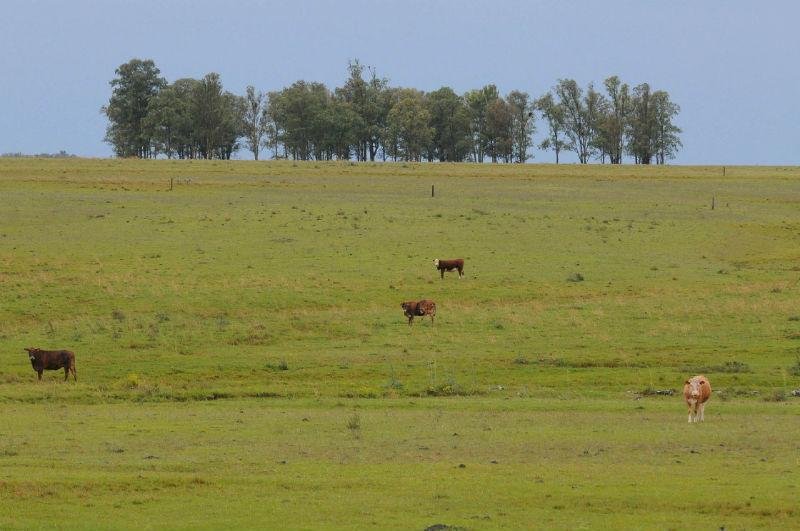Situa&ccedil;&atilde;o do Bioma Pampa &eacute; indefinida ap&oacute;s Cadastro Ambiental