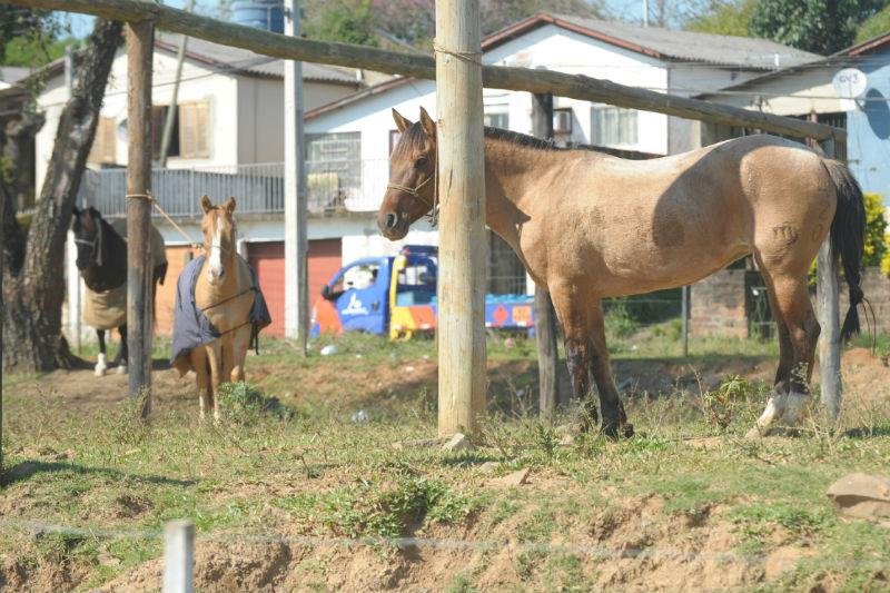 Cavalos devem sair de &aacute;rea de CTG em Gravata&iacute;
