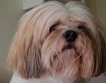 Ping Fu &eacute; da ra&ccedil;a Lhasa Apso