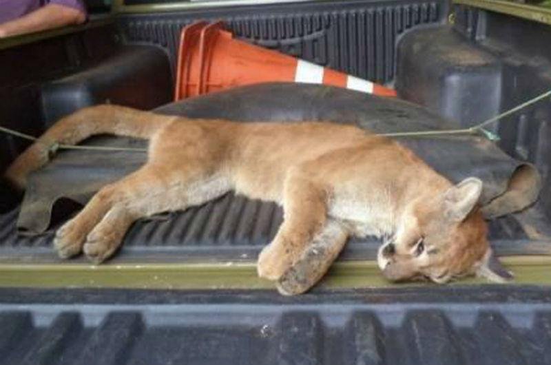 On&ccedil;a-parda encontrada morta na ERS 122 