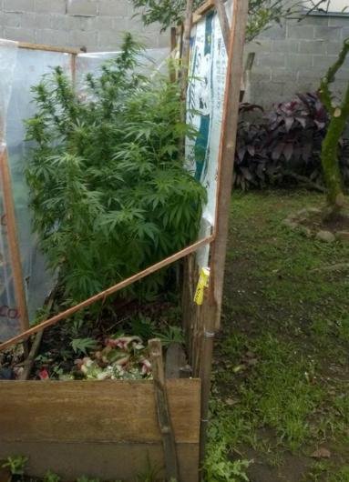 P&eacute; de maconha estava nos fundos da casa