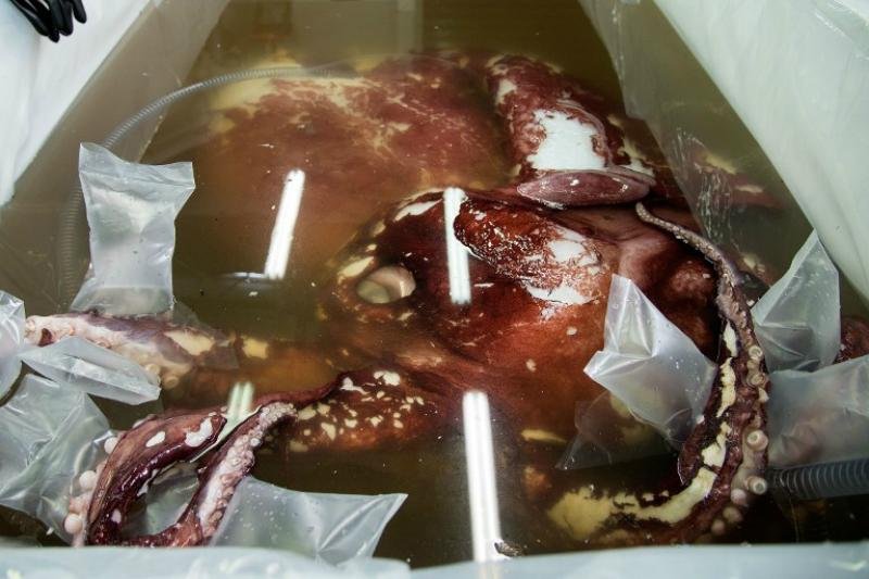 Cientistas examinam lula-colossal de 3,5 metros e tr&ecirc;s cora&ccedil;&otilde;es