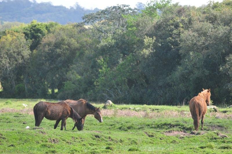 Abrigo na zona Sul salva cavalos de Porto Alegre