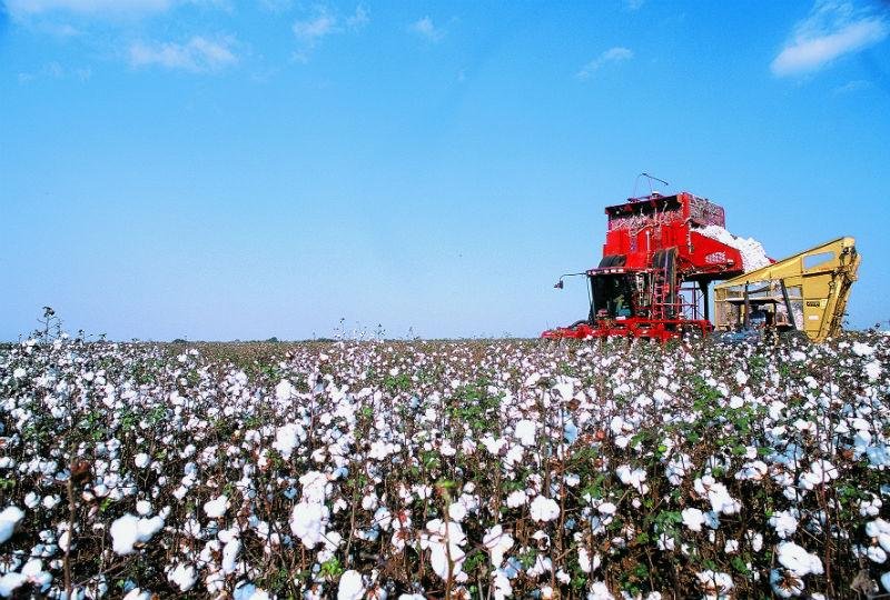 Acordo entre Brasil e EUA &eacute; vit&oacute;ria, dizem produtores de algod&atilde;o
