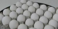 Média Nacional de 168 ovos em 2013 está abaixo da internacional, de 220 