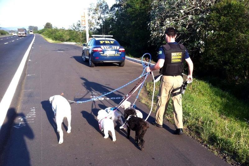 Animais das ra&ccedil;as poodle e buldogue foram entregues ao marido da v&iacute;tima
