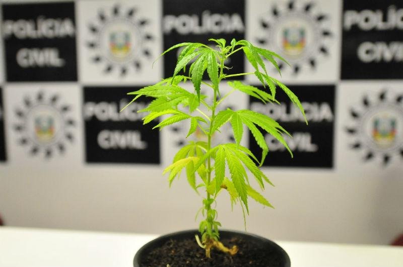 Para policial, ato de ter proibido maconha foi racista