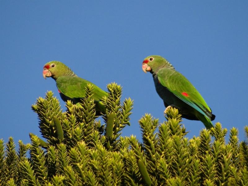 Preserva&ccedil;&atilde;o depende de &aacute;reas florestais em torno do Parque Estadual do Char&atilde;o
