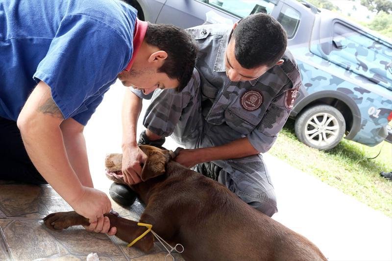 Guarda Municipal ajudava hospitais veterin&aacute;rios que necessitavam de doa&ccedil;&otilde;es
