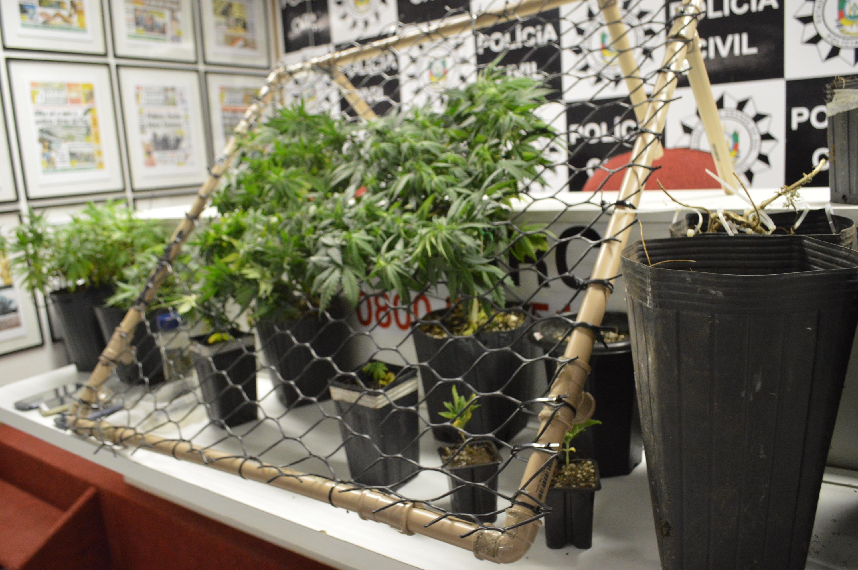 Funcion&aacute;rio da prefeitura cultivava entorpecentes dentro do seu apartamento 