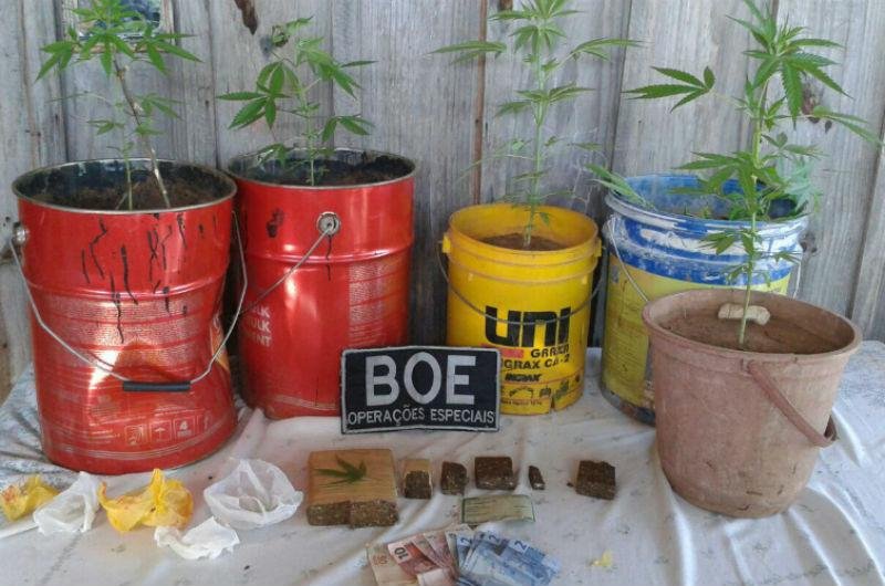 Plantas tinham cerca 50 cent&iacute;metros