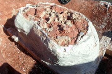 Esp&eacute;cime encontrado pertence ao grupo dos cinodontes