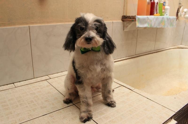 Poodle vai sozinho tomar banho na pet shop 