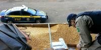 Carga estava escondida num caminhão carregado de milho