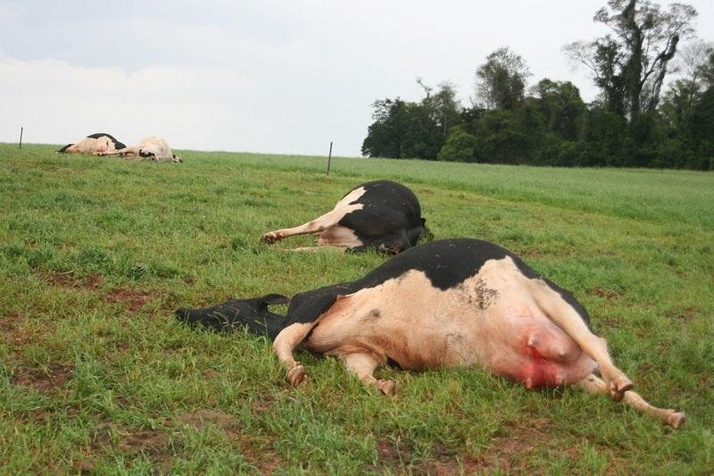 Raios matam cerca de 2 mil bovinos ao ano no Brasil