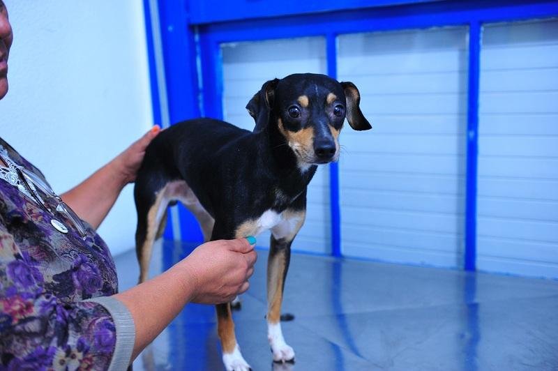 O c&atilde;o foi encaminhado para a cl&iacute;nica veterin&aacute;ria Pet M&oacute;vel, onde ele foi medicado.