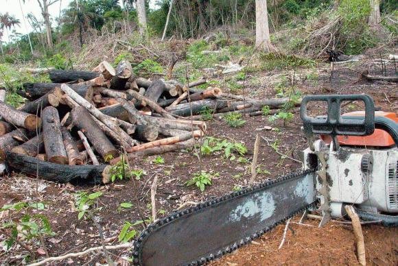 Desmatamento cai 18% na Amaz&ocirc;nia Legal em um ano 