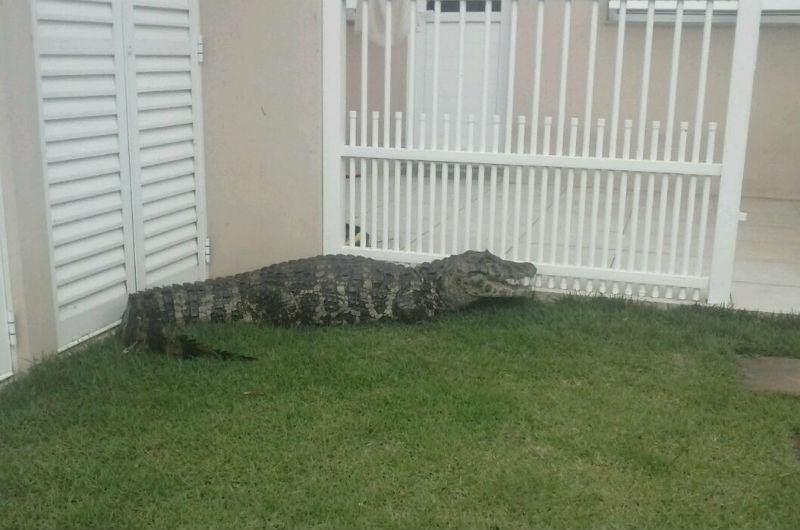 Animal se soltou durante a tentativa de imobiliza&ccedil;&atilde;o