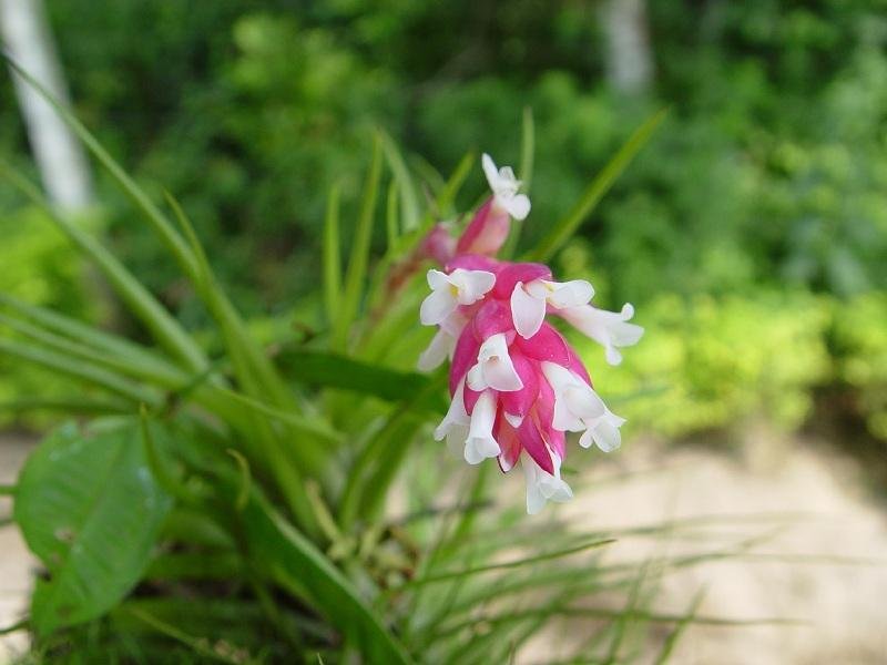 RS tem 804 esp&eacute;cies de flora amea&ccedil;adas de extin&ccedil;&atilde;o