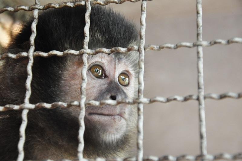 Animal apresentava comportamento manso e ser&aacute; encaminhado ao zoo de Sapucaia