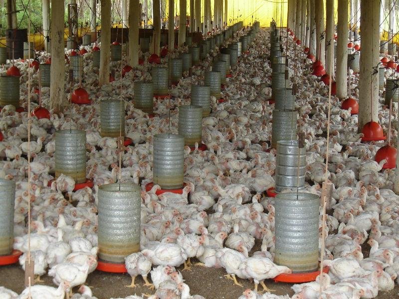 Abates de frangos e de su&iacute;nos batem recordes no 3&ordm; trimestre, segundo IBGE