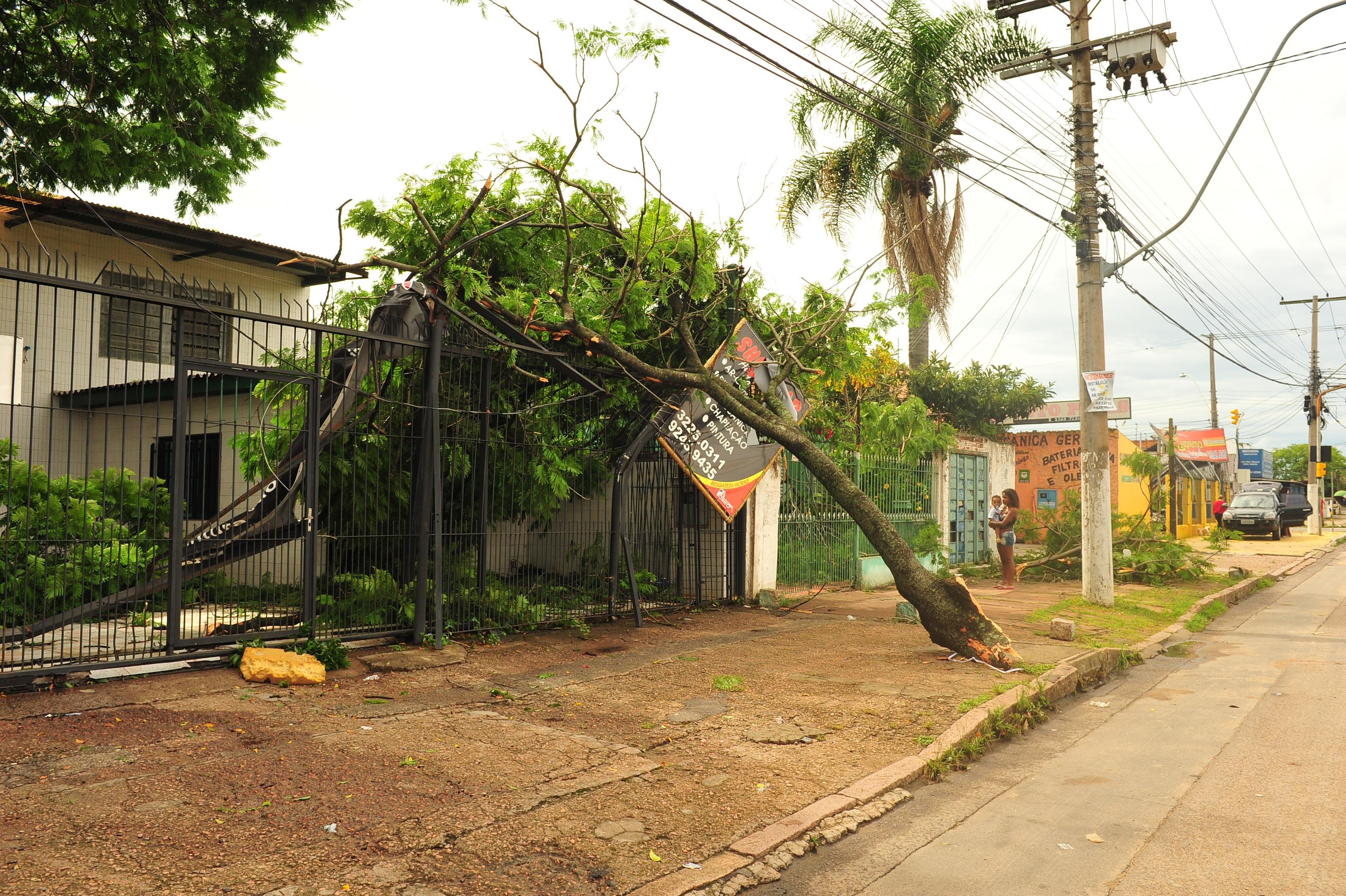Equipes da prefeitura tentam recolher &aacute;rvores ca&iacute;das e cortas galhos desde s&aacute;bado