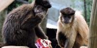 Macacos ganharam pacotinhos com banana, amendoim e castanha-do-pará