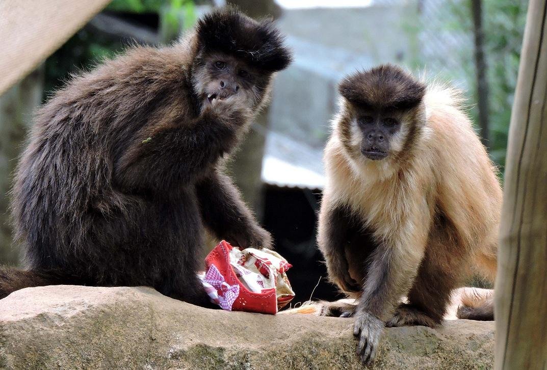 Macacos ganharam pacotinhos com banana, amendoim e castanha-do-par&aacute;