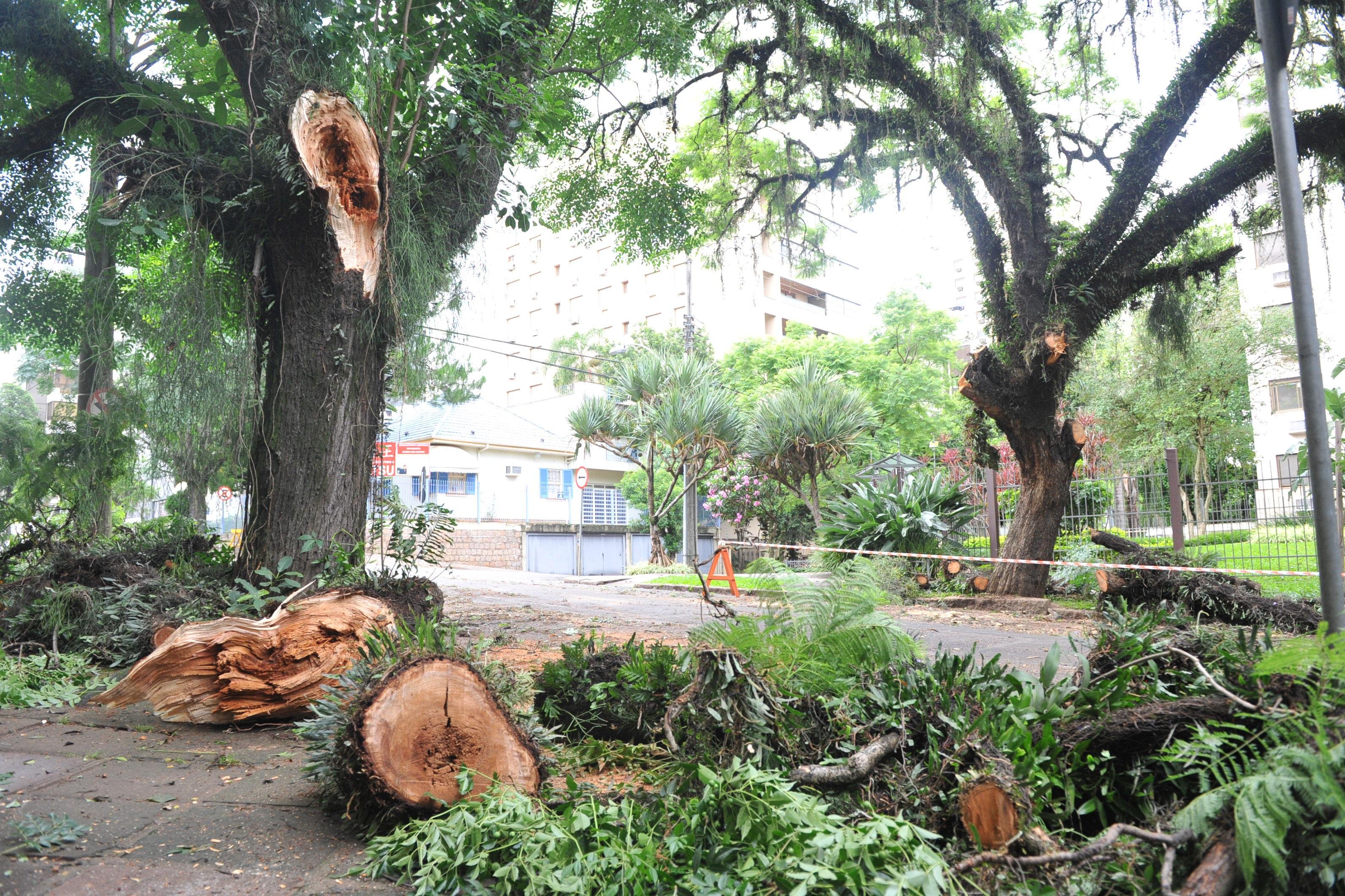 Uma segunda &aacute;rvore amea&ccedil;ava desabar depois de ser atingida pela primeira