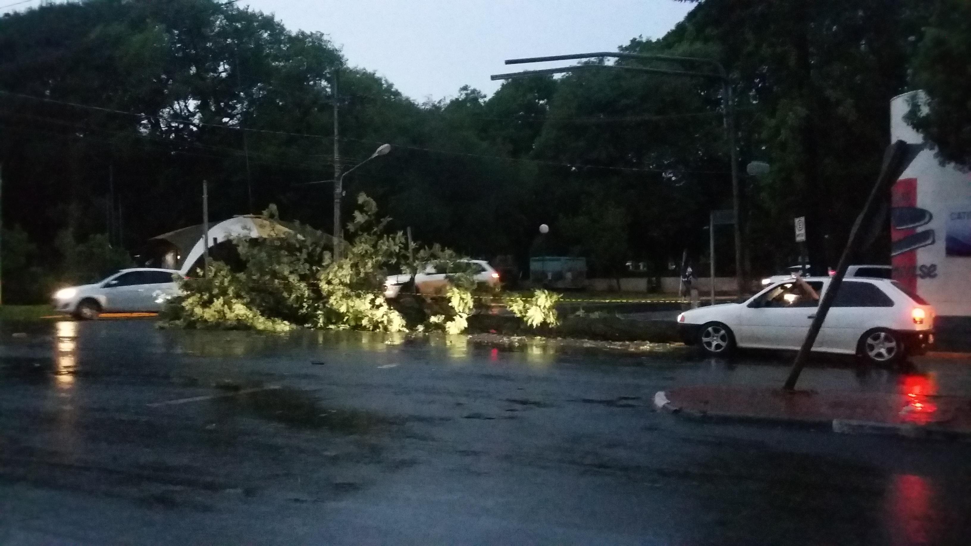 Em Santa Rosa, ventos derrubaram &aacute;rvores