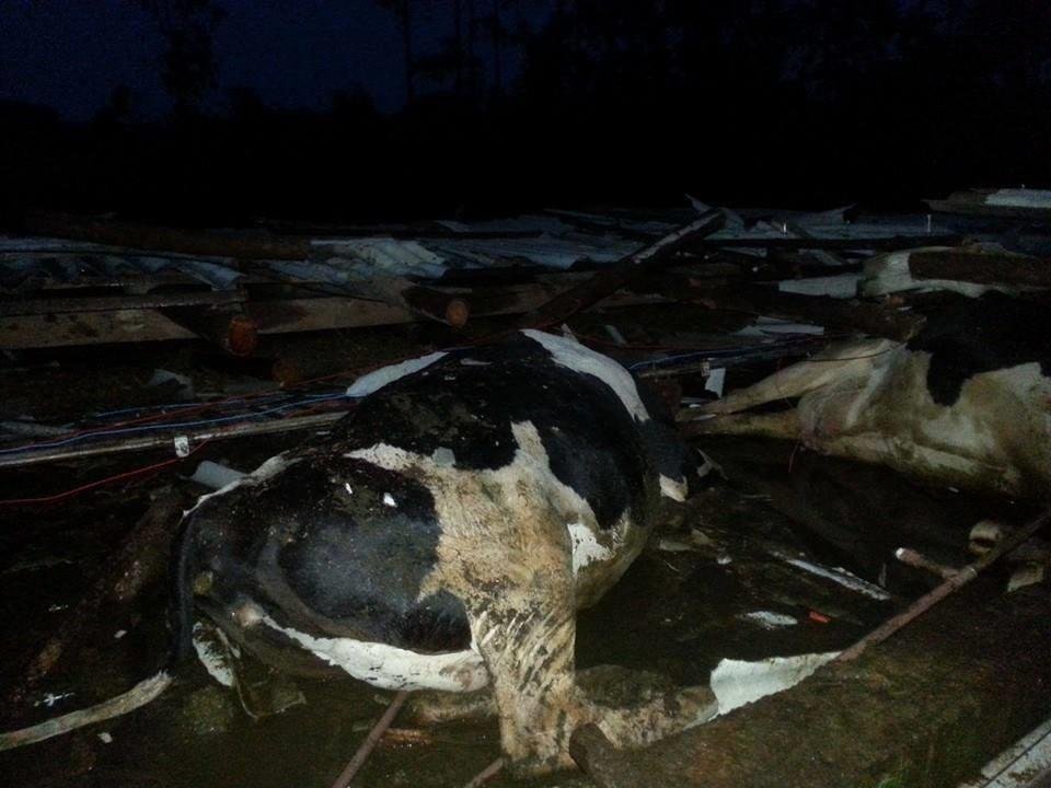 Animais estavam em galp&atilde;o que desabou