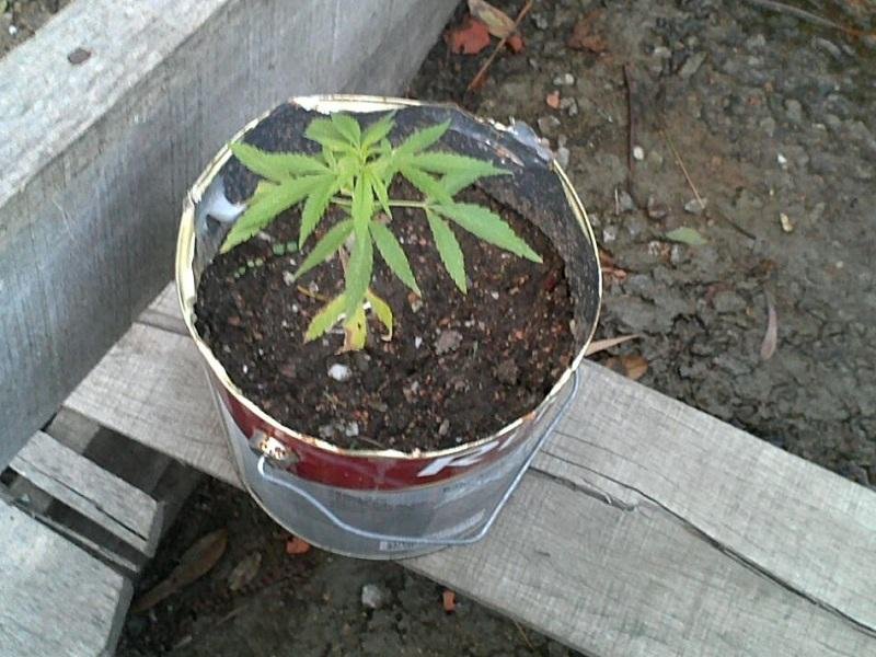 Plantas estavam em uma constru&ccedil;&atilde;o abandonada