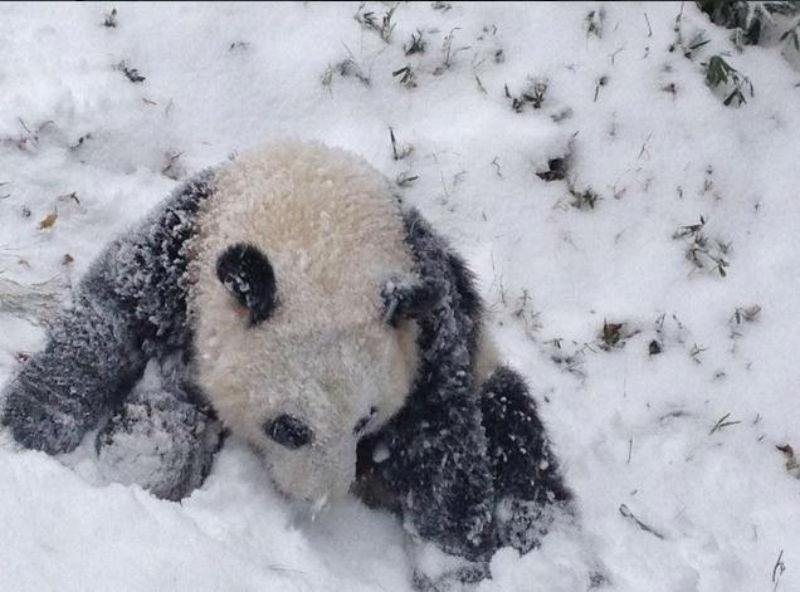 Bao Bao &eacute; segundo filhote a sobreviver em territ&oacute;rio americano
