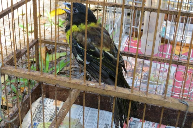Corococh&oacute; &eacute; uma das esp&eacute;cies amea&ccedil;adas de extin&ccedil;&atilde;o