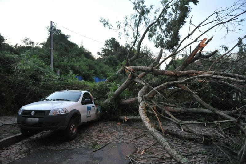&Aacute;rvore atingiu carro onde estava homem, na zona Sul