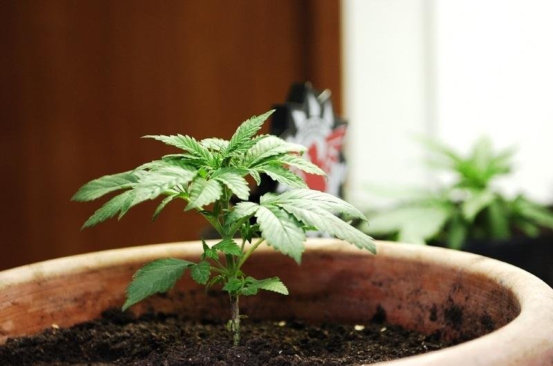 Proibi&ccedil;&atilde;o da maconha no Brasil e em diversos pa&iacute;ses dificultou avan&ccedil;o das pesquisas