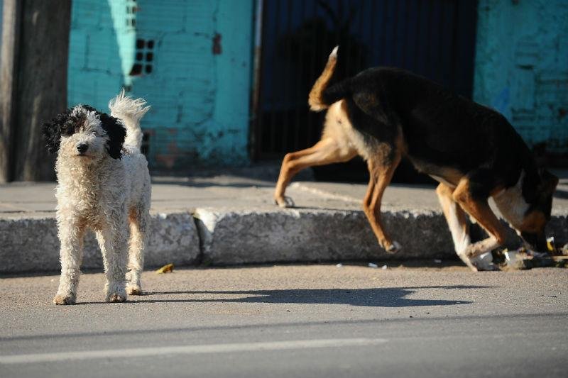 Foco principal &eacute; o atendimento a animais em risco iminente de morte