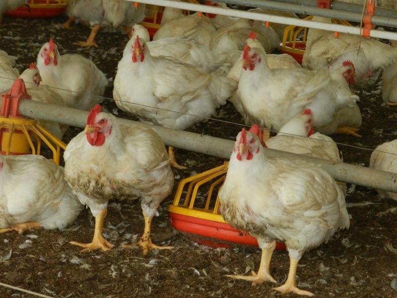 Mercado potencial do Paquist&atilde;o &eacute; de 182 milh&otilde;es de habitantes