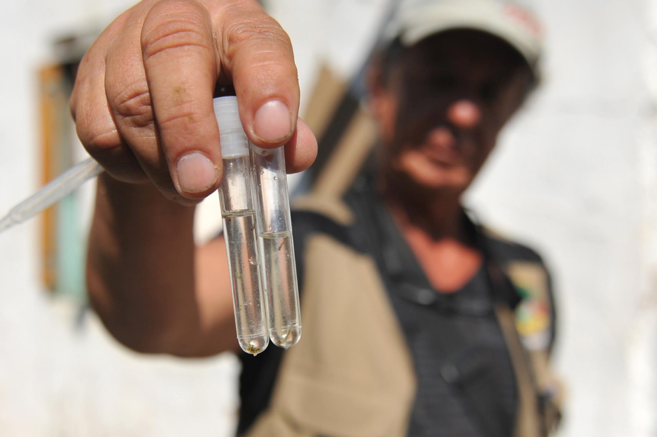 A&ccedil;&atilde;o dos agentes em Torres localizou focos do mosquito transmissor 