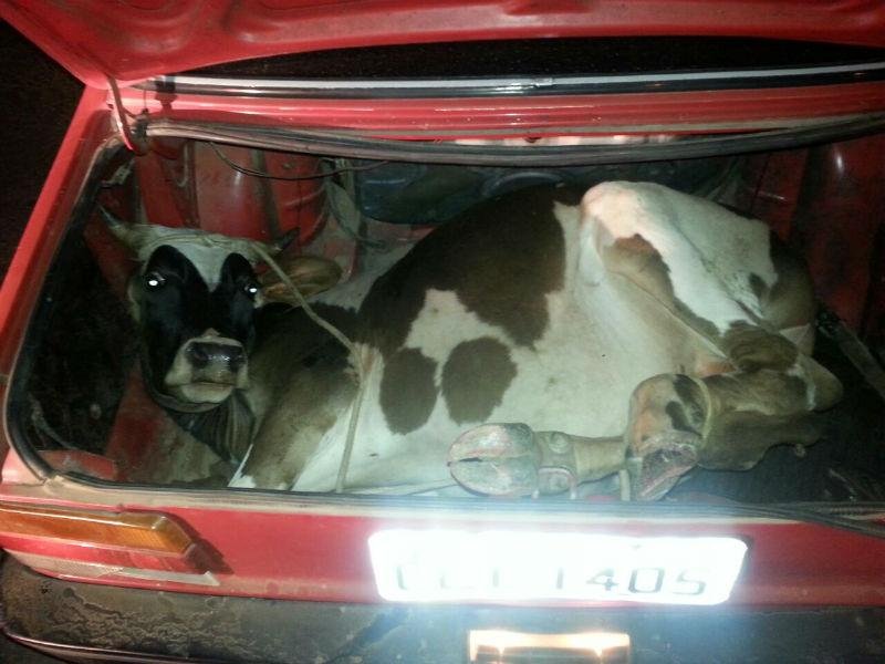 Bezerro estava sendo transportado no porta-malas de um autom&oacute;vel